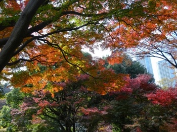 五島美術館庭園紅葉.JPG